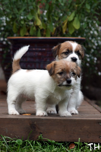 120911_welho ja bolt.jpg - Cuties Welho & Bolt